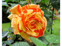 Gelb Orange Rose Blumensamen zur Aussaat – ideal Rabatten – Traditionssorte & ohne Gentechnik Samen Hausgarten