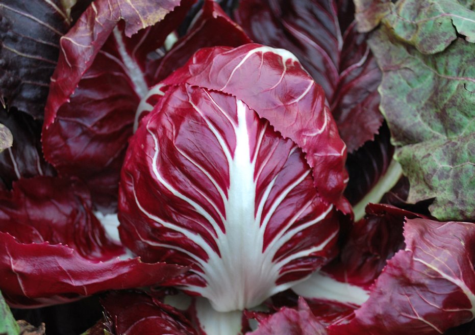 Rot & Weiß Radicchio Gemüse Samen zum Pflanzen