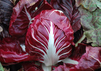 Rot & Weiß Radicchio Gemüse Samen zum Pflanzen