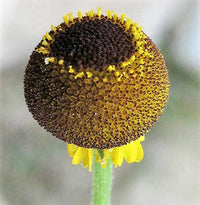 Rosilla Helenium puberulum Samen producing Autumn Lollipop yellow and red Blumen