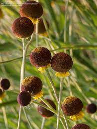 Rosilla Helenium Autumn Lollipop thriving in a native meadow Garten from Samen