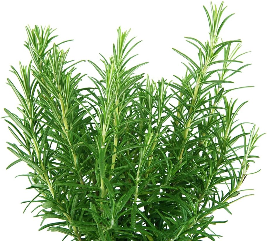 Rosmarinus officinalis bushy rosemary Pflanze in pots