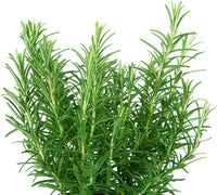 Rosmarinus officinalis bushy rosemary Pflanze in pots