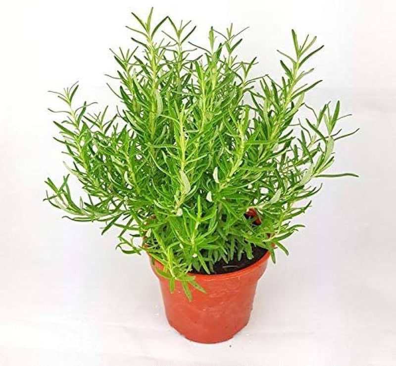 Rosmarinus Tree Samen for Easy Garten Aussaat
