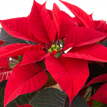 Weihnachtsstern Samen zur Aussaat Festive Holiday Blumen
