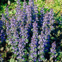 Ajuga Reptans Blumensamen zur Aussaat hochwertige Qualitäts- Traditionssorte & ohne Gentechnik Samen Hausgarten