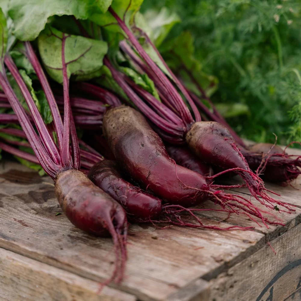 Rot Rote Bete Samen zum Pflanzen - Grow Delicious Gemüses