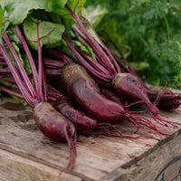 Rot Rote Bete Samen zum Pflanzen - Grow Delicious Gemüses