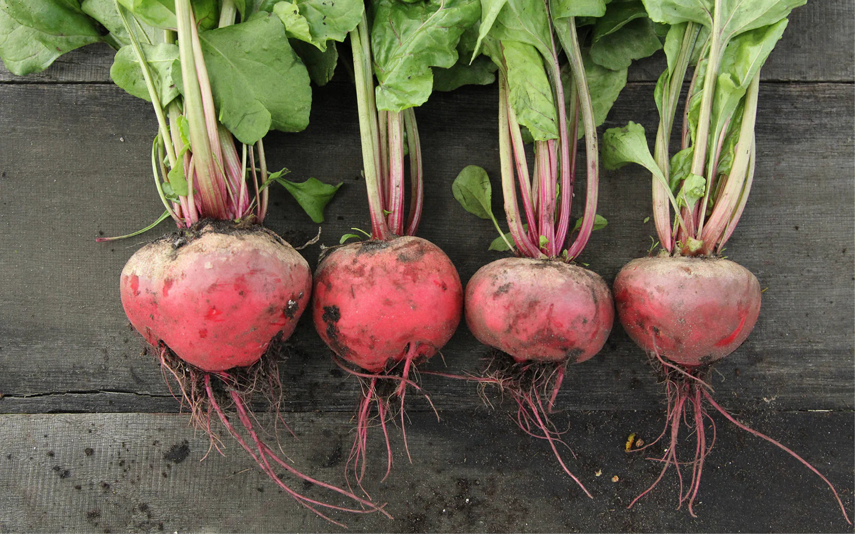 Sugar Beet Beta vulgaris Plant Samen zum Pflanzen