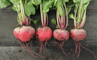 Sugar Beet Beta vulgaris Plant Samen zum Pflanzen