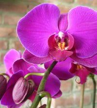 Lila Orchis Blumensamen zur Aussaat – leuchtend Blüten – Traditionssorte & ohne Gentechnik Samen Hausgarten