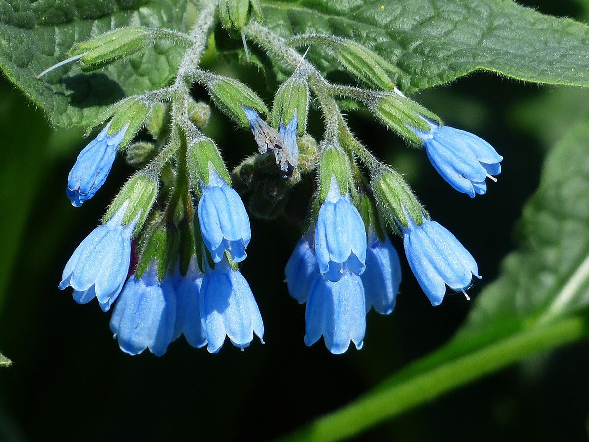 Comfrey (comfrey blume) samen for anpflanzung in home garten