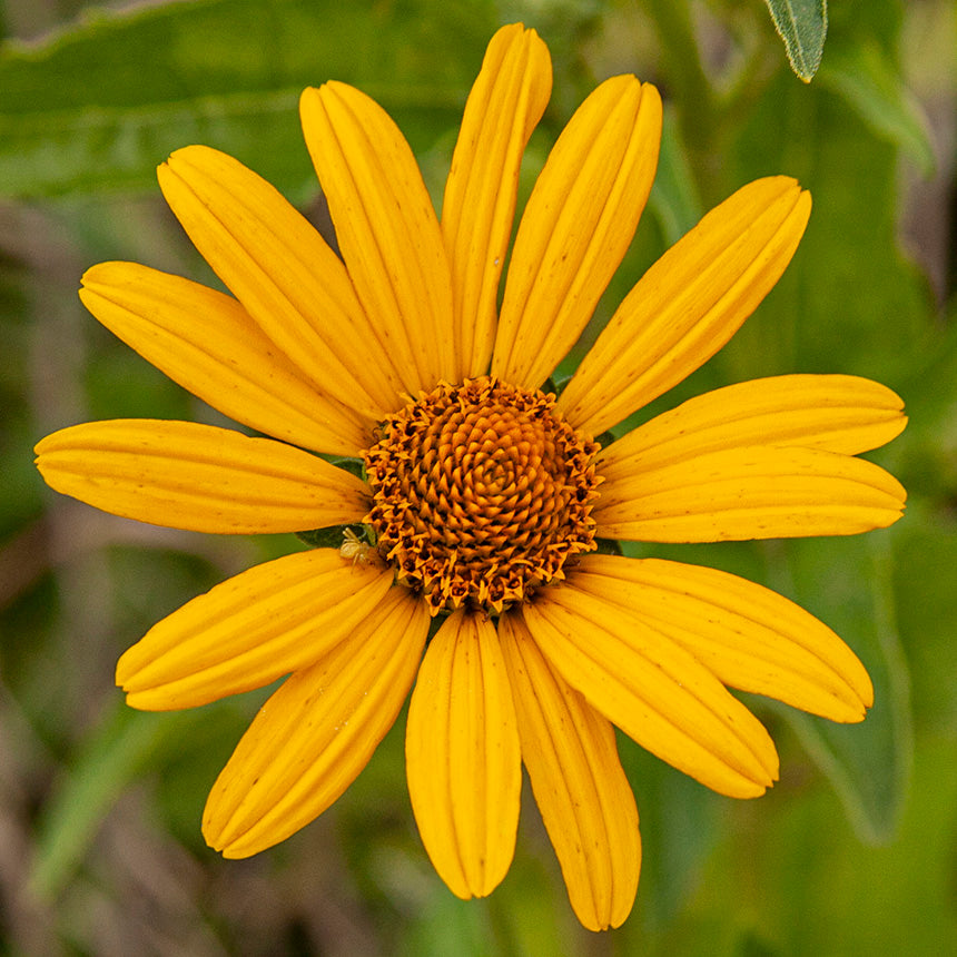 False Sonnenblume Samen zur Aussaat sonnenliebend Traditionssorte & ohne Gentechnik Samen Hausgarten