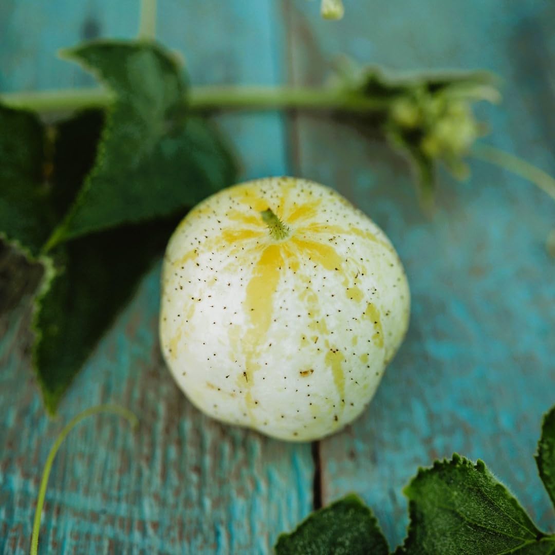 Round bright gelbe lemon cucumbers gezogen aus samen