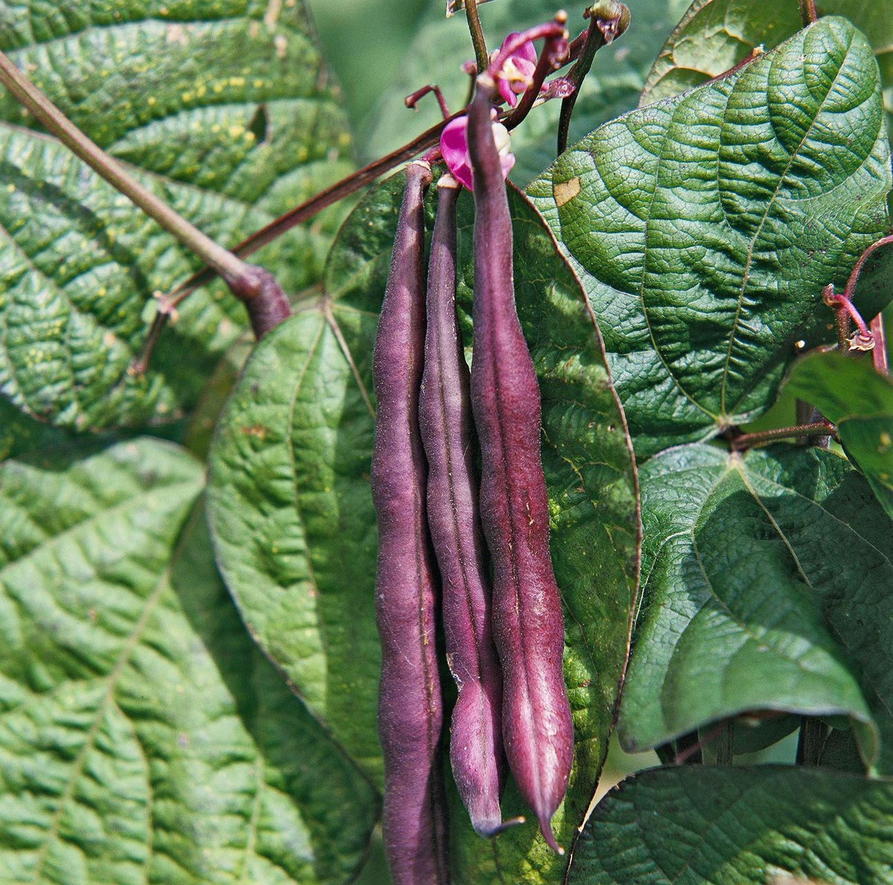 Green Violett Bean Samen - Planting Guide & Tips