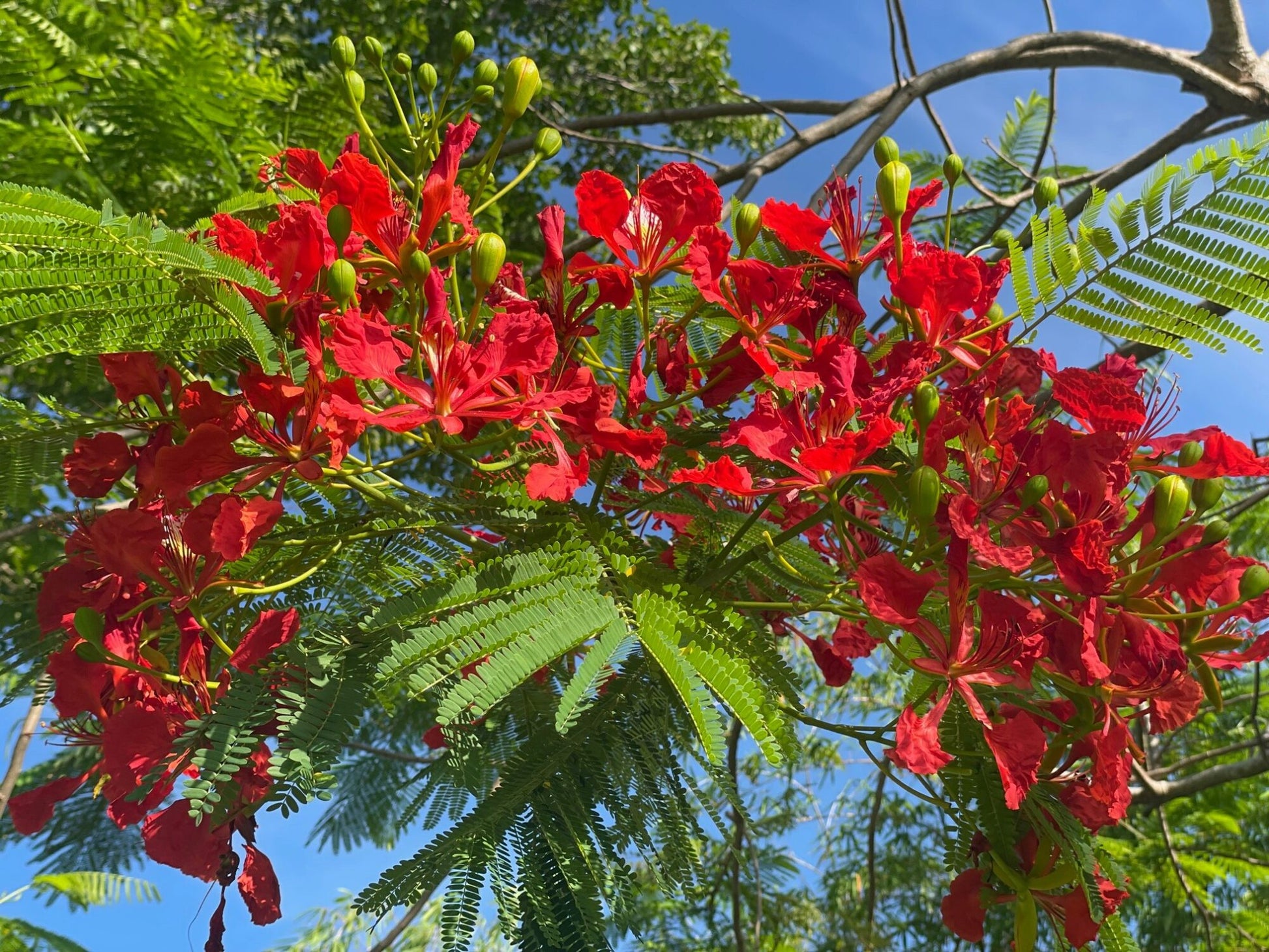 Flamboyant Blumensamen zur Aussaat – saisonal Dauerblüher – Traditionssorte & ohne Gentechnik Samen Hausgarten
