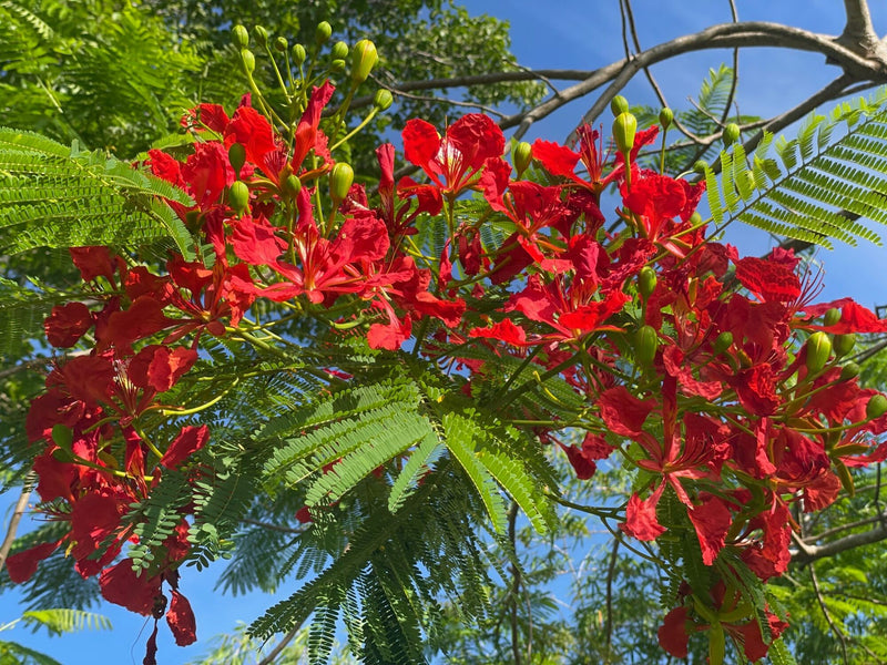 Flamboyant Blumensamen zur Aussaat – saisonal Dauerblüher – Traditionssorte & ohne Gentechnik Samen Hausgarten