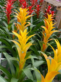 Gelb Bromeliad Tillandsia Blumensamen zur Aussaat – Schnitt Blume beliebt – Traditionssorte & ohne Gentechnik Samen Hausgarten