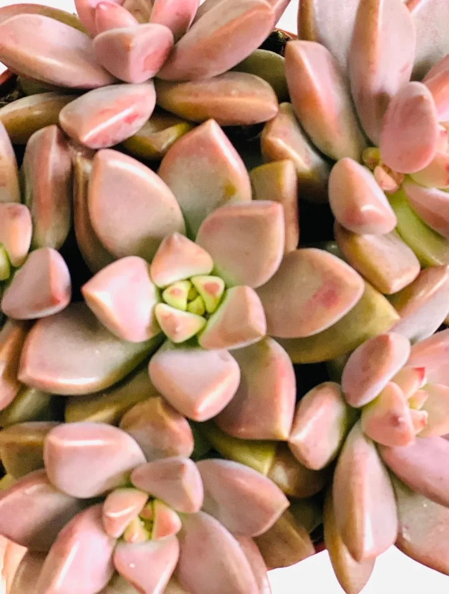 Sedum Succulent Bordeaux Aussaat – Samen robust und farbenfroh Wuchs – ideal einzigartig