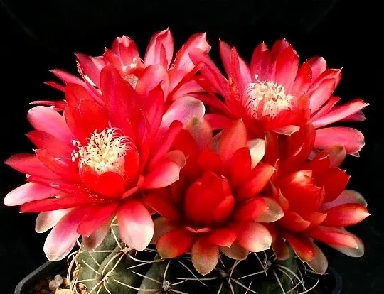 Gymnocalycium Blumensamen zur Aussaat Wildblume Mischung Traditionssorte & ohne Gentechnik Samen Hausgarten