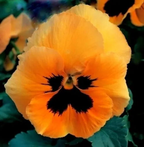 Orange Veilchen Sorbet Samen zur Aussaat – leuchtend Blumensamen für Ihren Garten