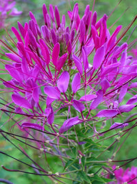 Lila Cleome Hasslerana Blumensamen zur Aussaat – kompakt Wuchs – Traditionssorte & ohne Gentechnik Samen Hausgarten