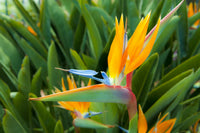 Orange & violet strelitzia samen - exotic blume anpflanzung