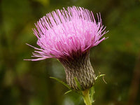 Cirsium Muticum Blumensamen zur Aussaat – Drought verträglich – Traditionssorte & ohne Gentechnik Samen Hausgarten