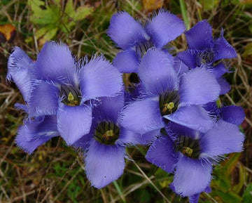 Gentiana Crinita Blumensamen zur Aussaat Bestäuber freundlich Traditionssorte & ohne Gentechnik Samen Hausgarten