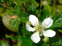 Rubus cuneifolius berries wachsend on shrub