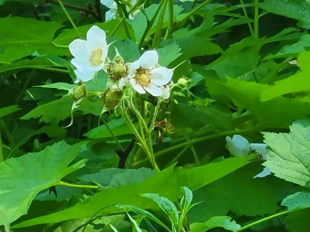 Edible rot thimbleberries on pflanze