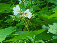 Edible rot thimbleberries on pflanze