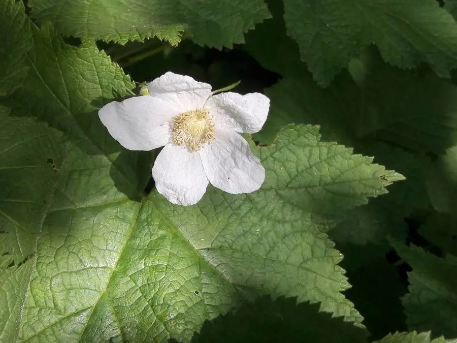 Rubus parviflorus samen for anpflanzung