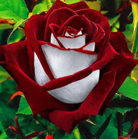 Ruby dark rot rose samen for anpflanzung
