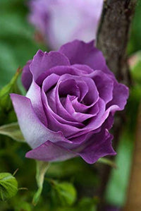 Ruby rose violet mix blumen in garten beds