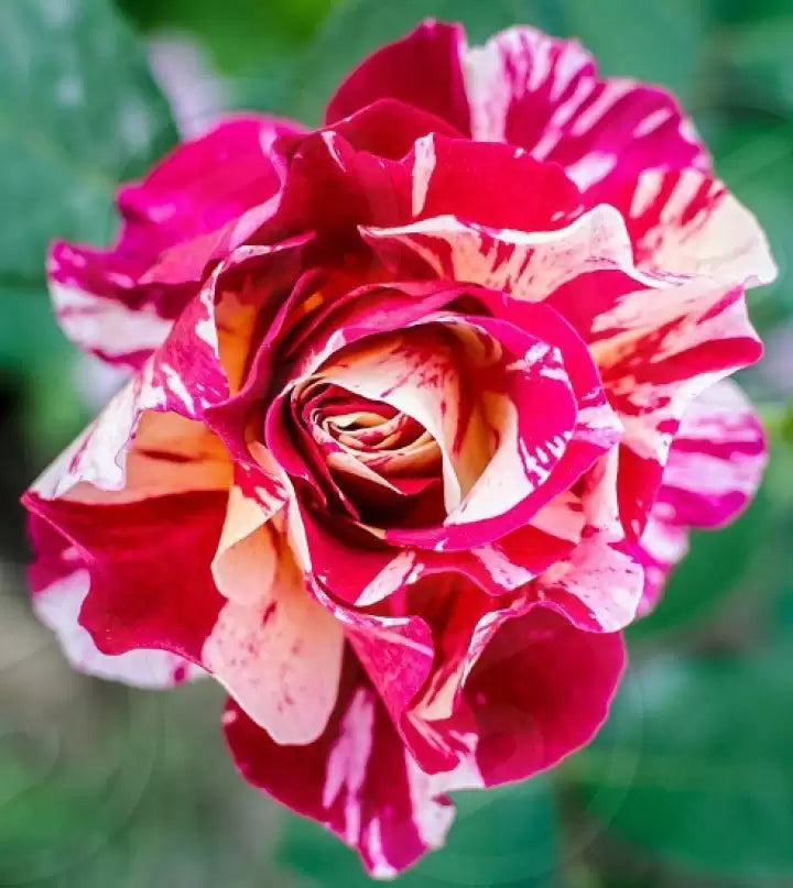 Ruby rose blume samen for anpflanzung