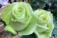 Ruby rose grün mix blumen enhancing a garten view