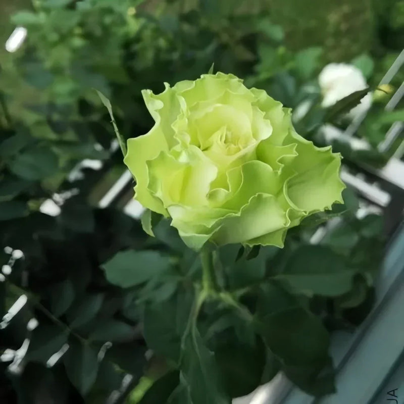 Ruby rose grün mix blume samen for lush gardens and vibrant blooms
