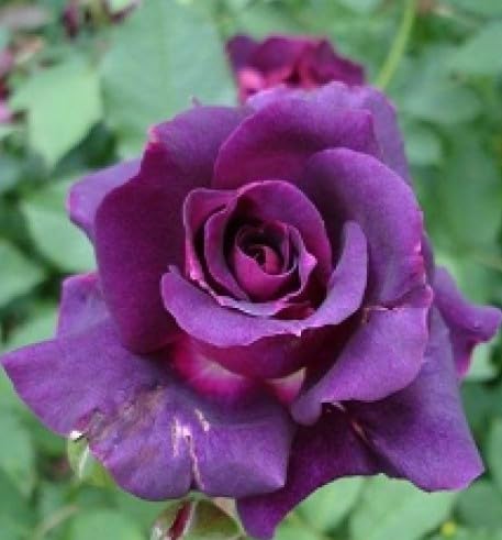 Ruby rose violet mix blumen wachsend in töpfen