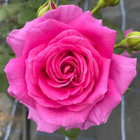 Ruby rose blume samen for anpflanzung