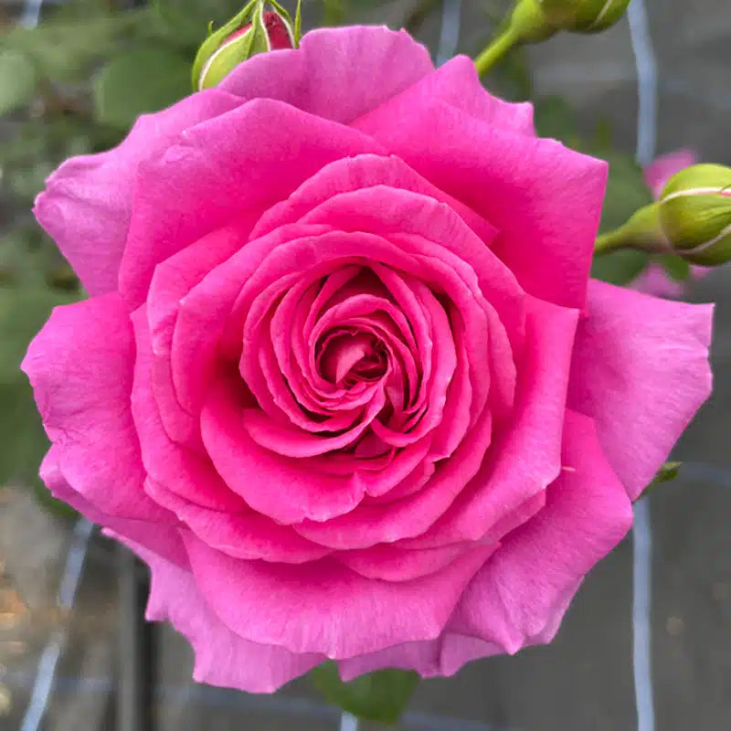 Ruby rose blume samen for anpflanzung
