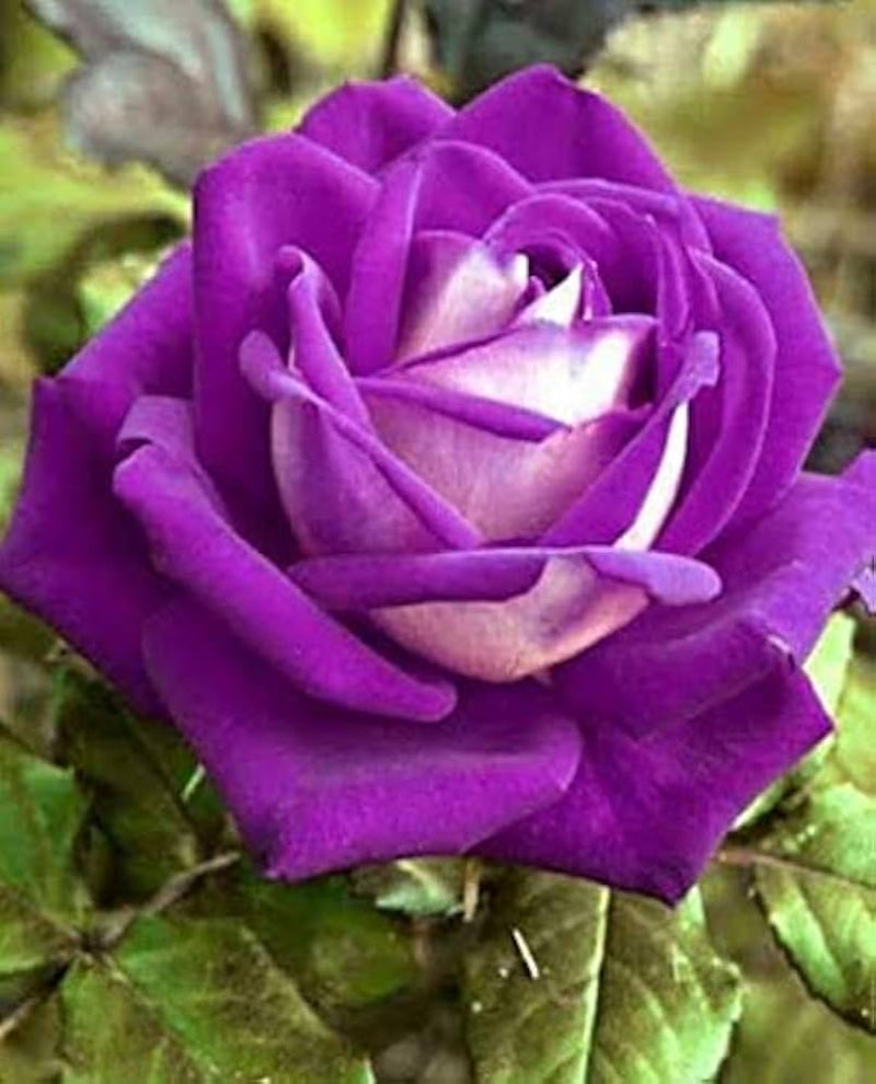 Ruby rose violet mix samen for beautiful blume beds