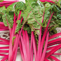Ruby swiss chard pflanze with vibrant red stems