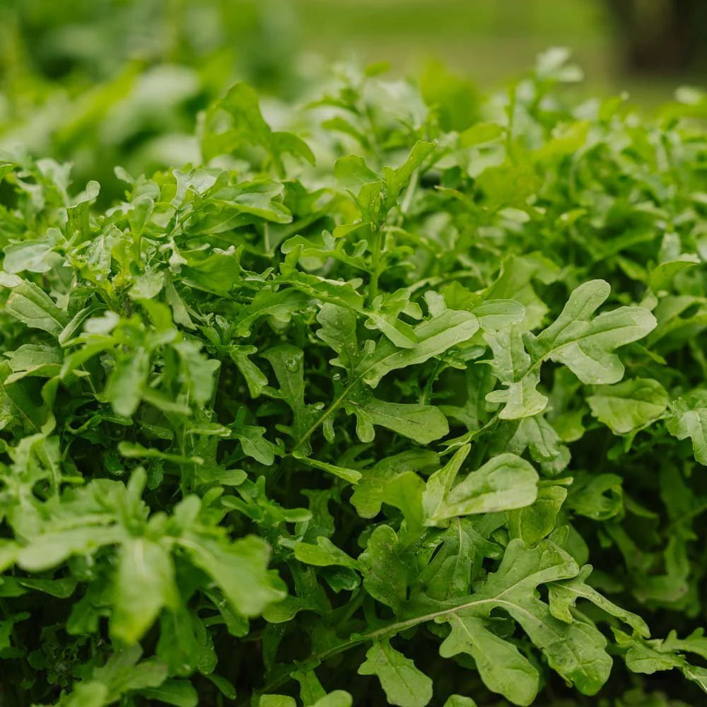Green Rucola Gemüse Samen zum Pflanzen