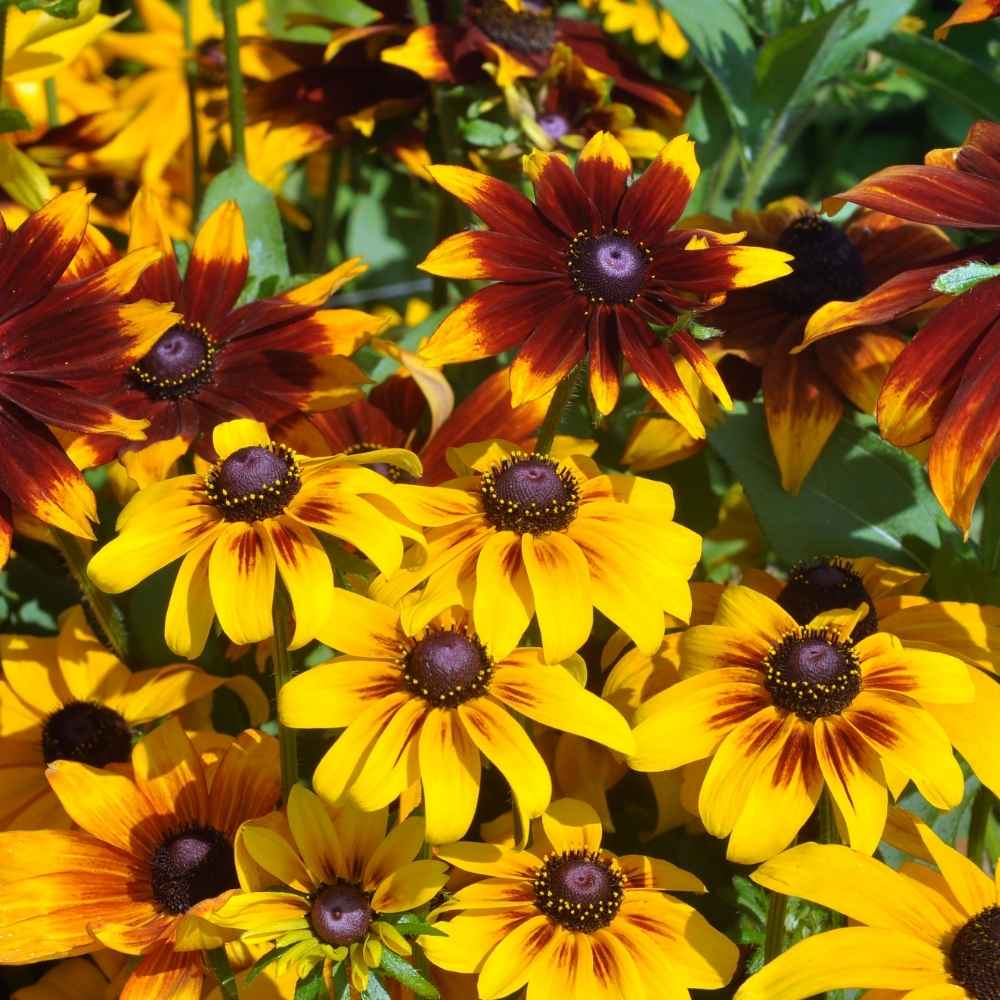 Rudbeckia blume samen for bright garten blooms
