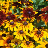 Rudbeckia blume samen for bright garten blooms
