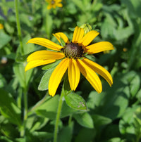 Fulgida Blumensamen zur Aussaat farbenfroh Schau Traditionssorte & ohne Gentechnik Samen Hausgarten