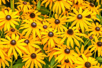Fulgida Blumensamen zur Aussaat farbenfroh Schau Traditionssorte & ohne Gentechnik Samen Hausgarten