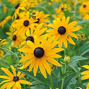 Gelb ConeFlower Samen zur Aussaat – farbenfroh Schau – Traditionssorte & ohne Gentechnik Samen Hausgarten