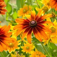Orange Cappuccino Sonnenhut Blumensamen zur Aussaat – saisonal Dauerblüher – Traditionssorte & ohne Gentechnik Samen Hausgarten